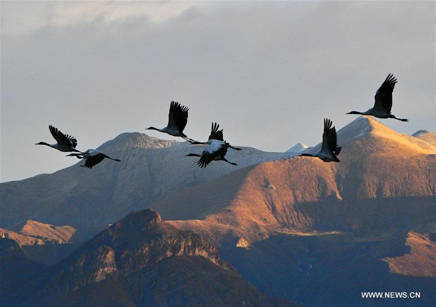 CHINA-LHASA-ECOLOGICAL PROTECTION-CRANES (CN)