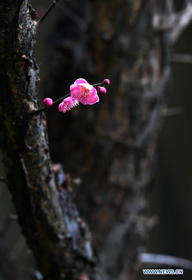 CHINA-GUIZHOU-GUIYANG-FLOWERS (CN)