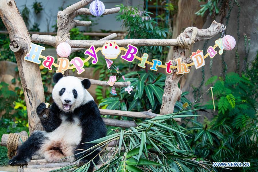 MALAYSIA-KUALA LUMPUR-GIANT PANDA-BIRTHDAY