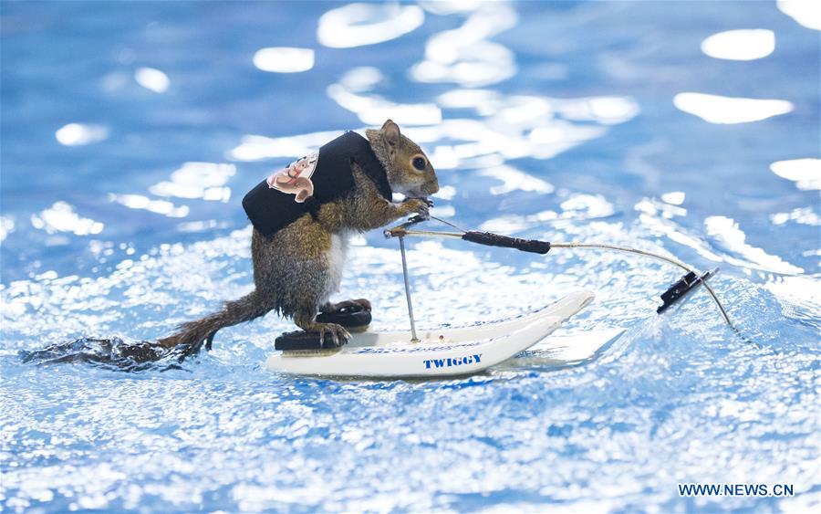 CANADA-TORONTO-WATER SKIING-SQUIRREL