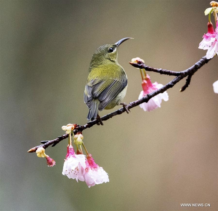 CHINA-FUJIAN-FUZHOU-WHITE-EYE-BIRD (CN)