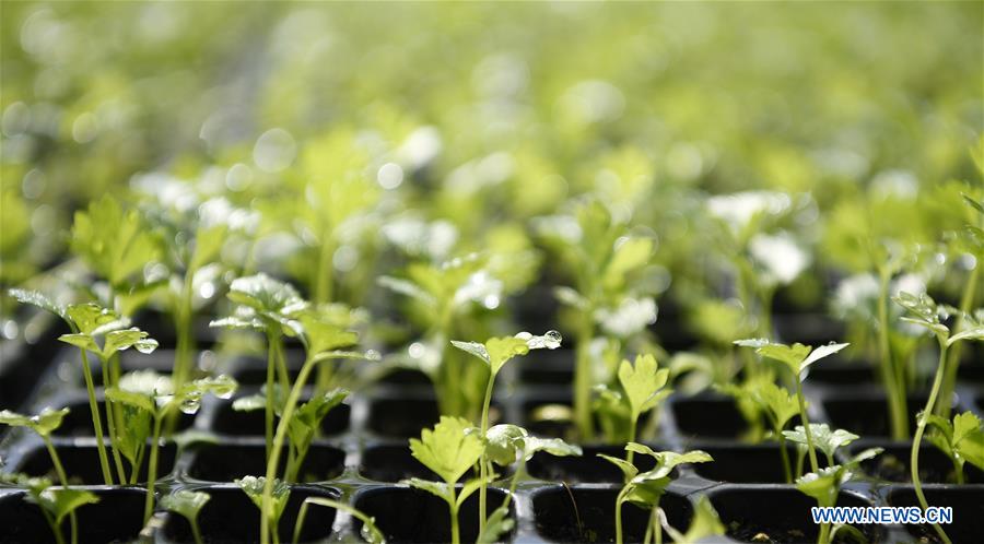 CHINA-NINGXIA-YINCHUAN-SPRING-FARMING (CN)