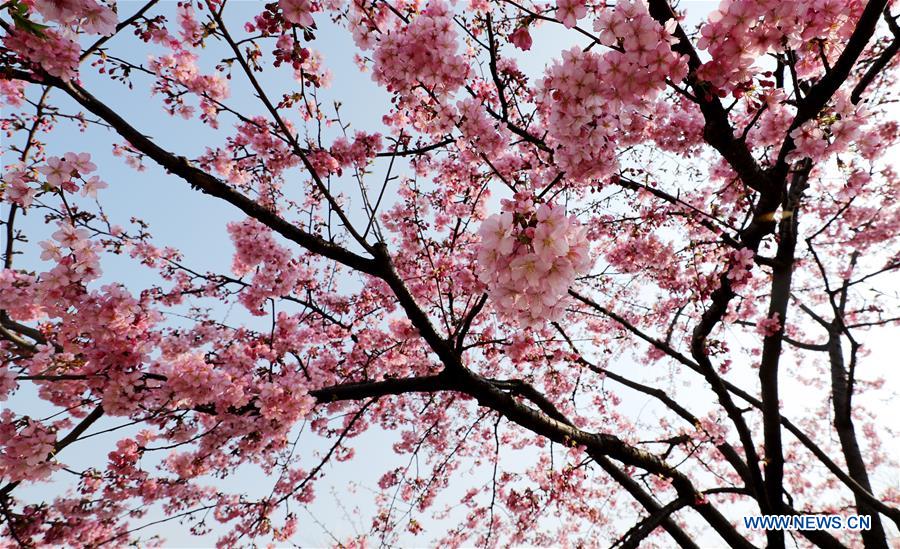 CHINA-SHANGHAI-CHERRY BLOSSOMS (CN)