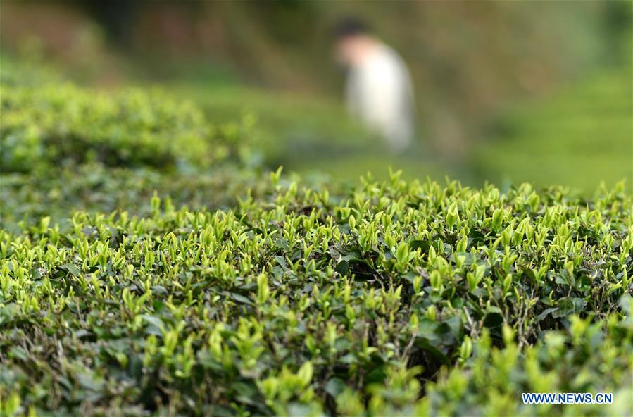 #CHINA-HUBEI-ENSHI-SPRING TEA-PRODUCTION (CN)