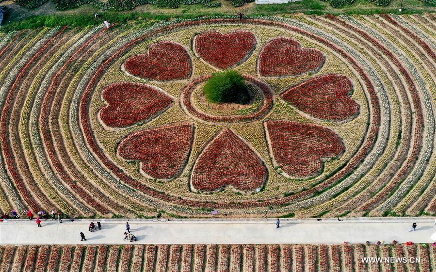 CHINA-HENAN-HOT SPRING TOWN-TULIPS (CN)