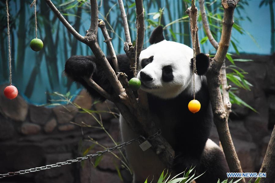 CHINA-JINAN-GIANT PANDA-SUMMER (CN)