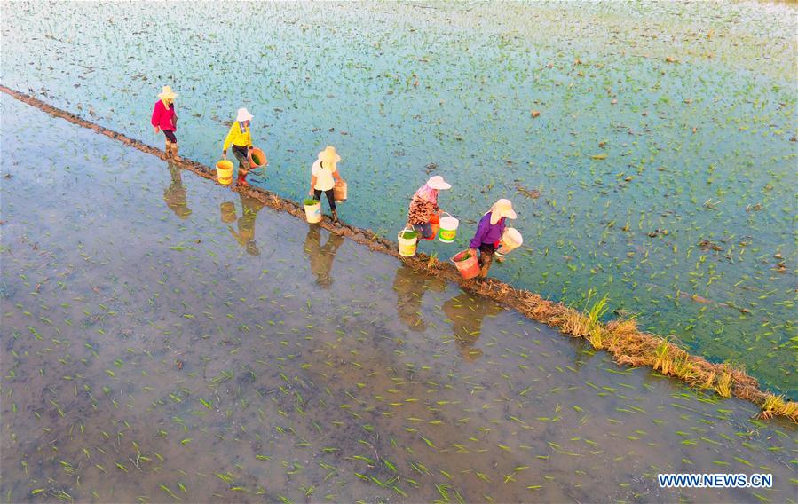 #CHINA-AGRICULTURE-FARMING (CN)