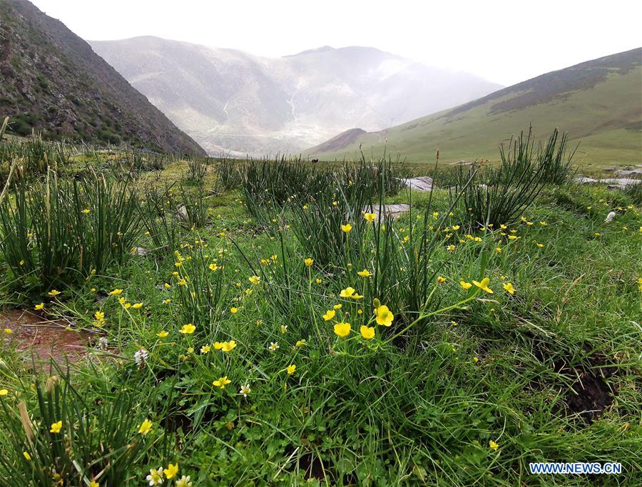 CHINA-TIBET-PASTURE (CN)