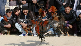 Afghan men watch cockfighting in Ghanzi