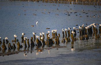 Migratory birds seen at Shenzhen Bay