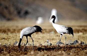 Black-necked cranes seen in river valleys of Lhasa, China's Tibet