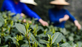 Farmers harvest West Lake Longjing tea in Hangzhou