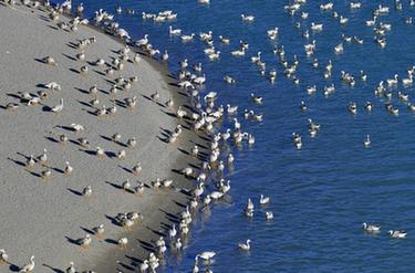 西藏雅尼国家湿地公园冬景宜人