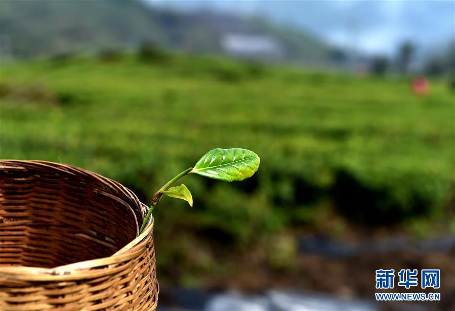 （经济）（6） 西藏墨脱：茶业变成致富“金叶”