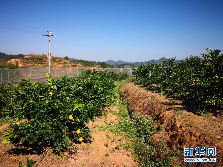 （在习近平新时代中国特色社会主义思想指引下·庆祝改革开放40周年·协调发展·图文互动）（4）脐橙“三变”见证40年变迁