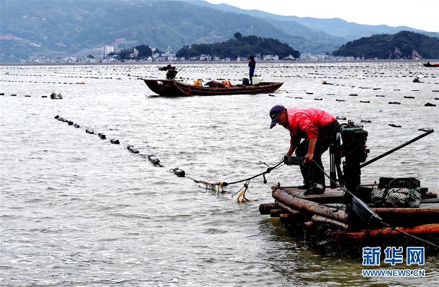 （经济）（1）福建霞浦：渔民海上忙冬播 