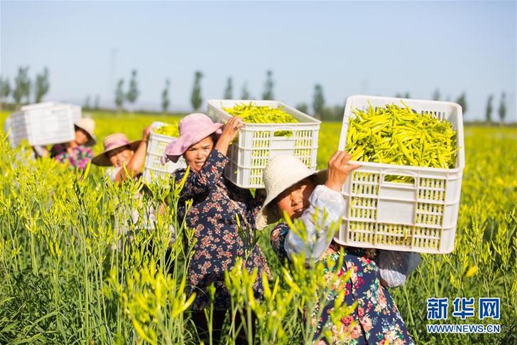 （在习近平新时代中国特色社会主义思想指引下——新时代新作为新篇章·乡村振兴战略·图文互动）（1）一株忘忧草，万家喜眉梢——山西省大同市云州区黄花产业扶贫观察