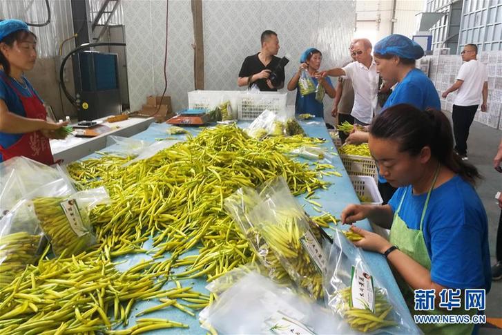 （在习近平新时代中国特色社会主义思想指引下——新时代新作为新篇章·乡村振兴战略·图文互动）（3）一株忘忧草，万家喜眉梢——山西省大同市云州区黄花产业扶贫观察