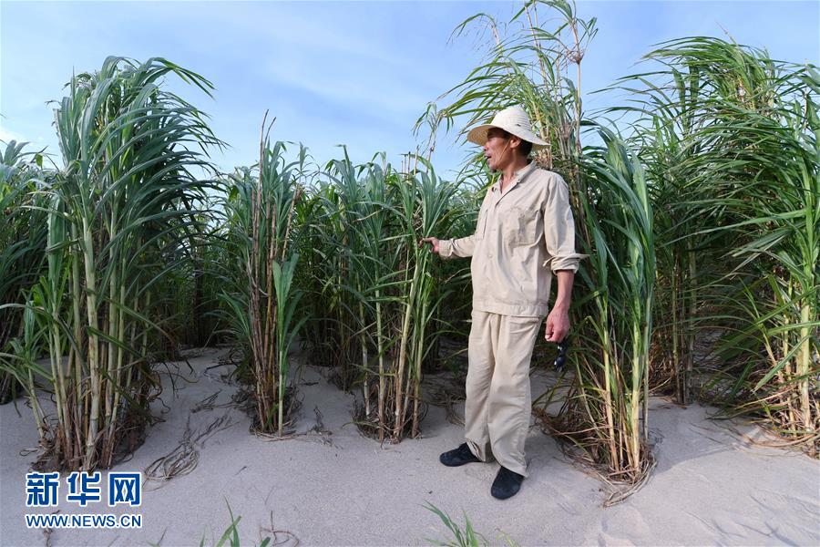 （不忘初心、牢记使命·图文互动）（3）拳拳寸草心 浓浓报国情——记“菌草之父”林占熺