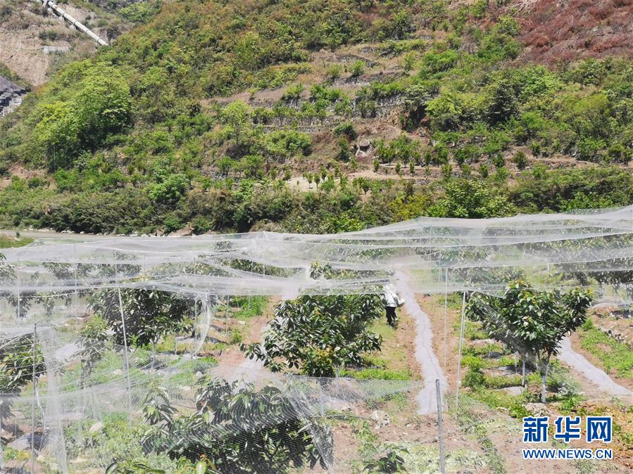 （决战决胜脱贫攻坚·图文互动）（4）野奶角又见春天