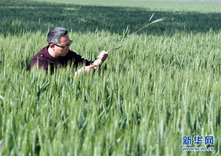 （在习近平新时代中国特色社会主义思想指引下——新时代新作为新篇章·习近平总书记关切事·图文互动）（5）新农事、新希望——夏收前田间新动态扫描