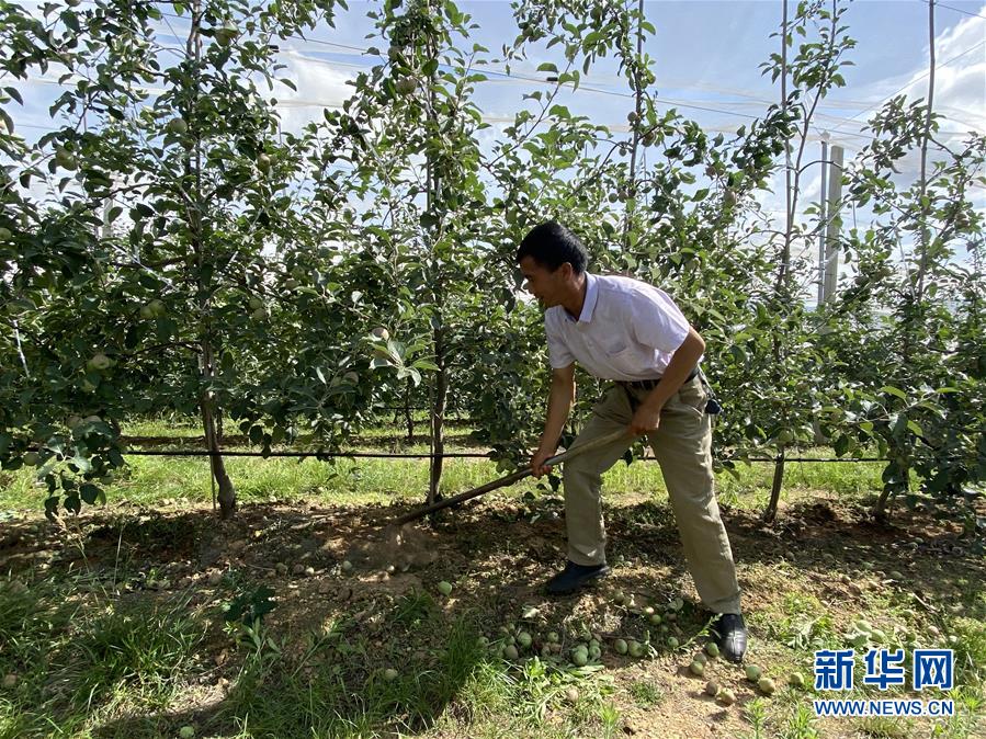 （决战决胜脱贫攻坚·图文互动）（1）高原红了，日子好了——贵州海拔最高县发展苹果产业见闻