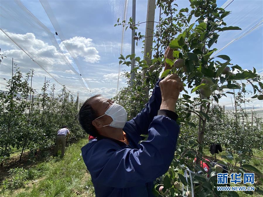 （决战决胜脱贫攻坚·图文互动）（2）高原红了，日子好了——贵州海拔最高县发展苹果产业见闻