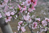 西石河村百果庄园百花盛开