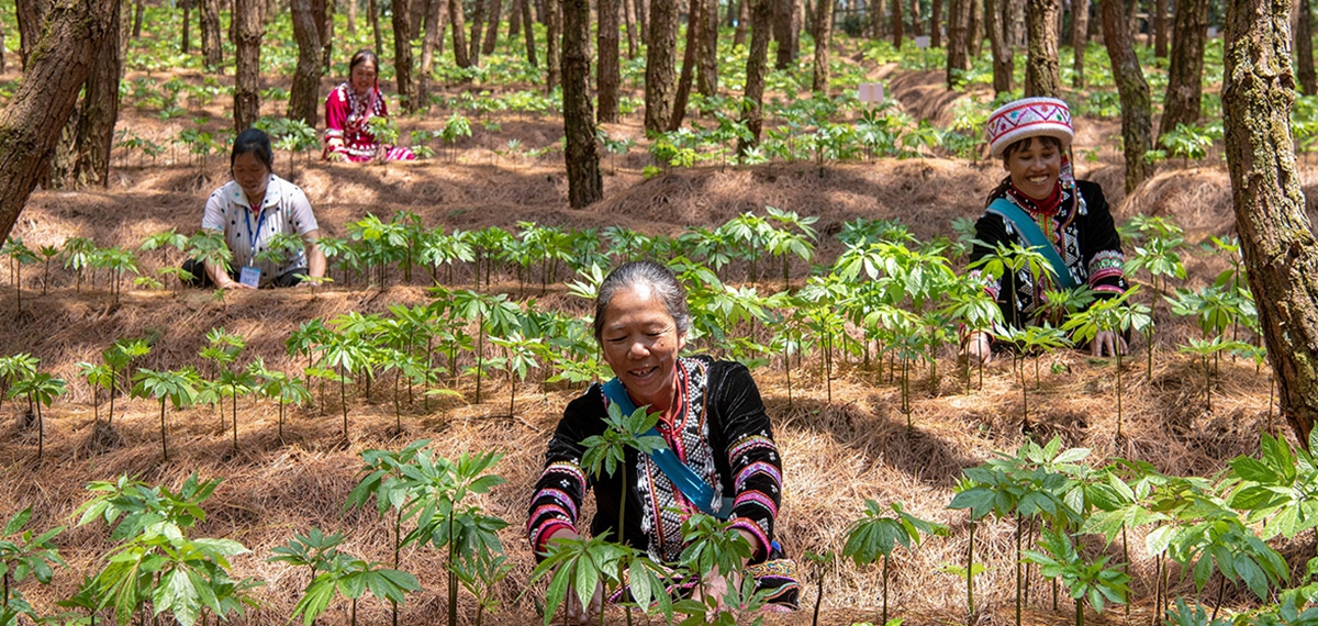 华能澜沧江与中科院跨界合作帮扶冬季马铃薯及林下三七种植产业