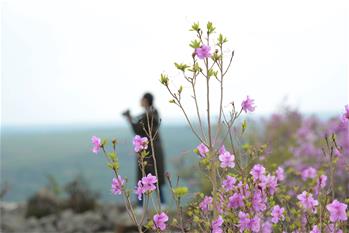 阿尔山：杜鹃花开引客来